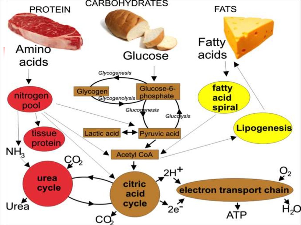 Physiology of metabolism and energy - online presentation