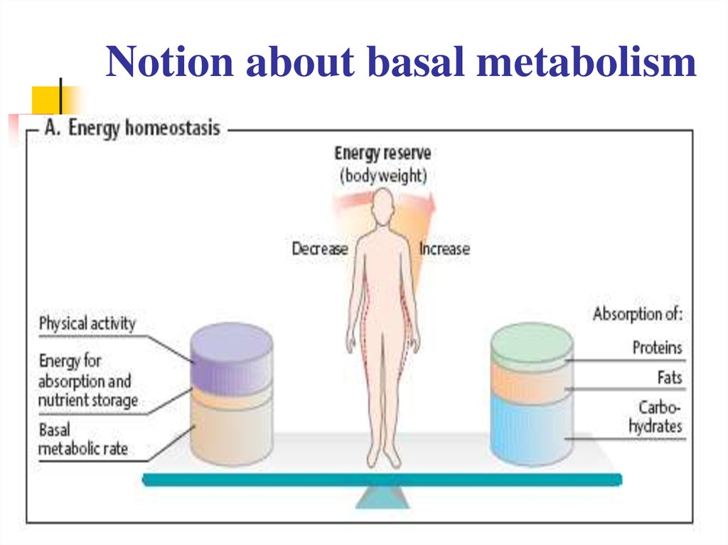 Notion about basal metabolism
