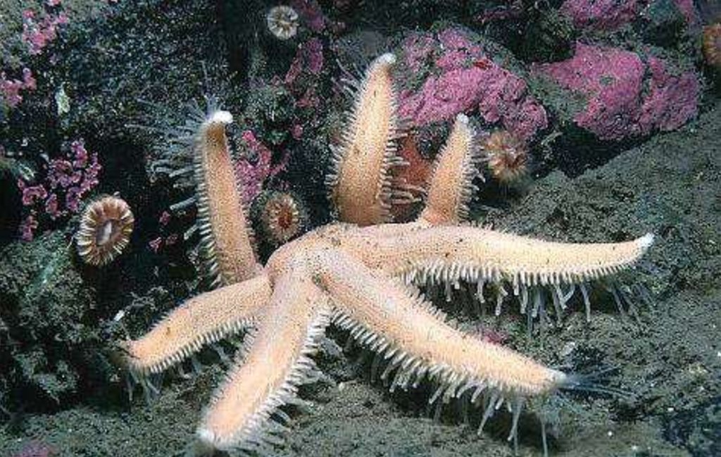 Тип иглокожие морские звезды. Морская звезда Луидия. Иглокожие представители морские звезды. Иглокожие Echinodermata.