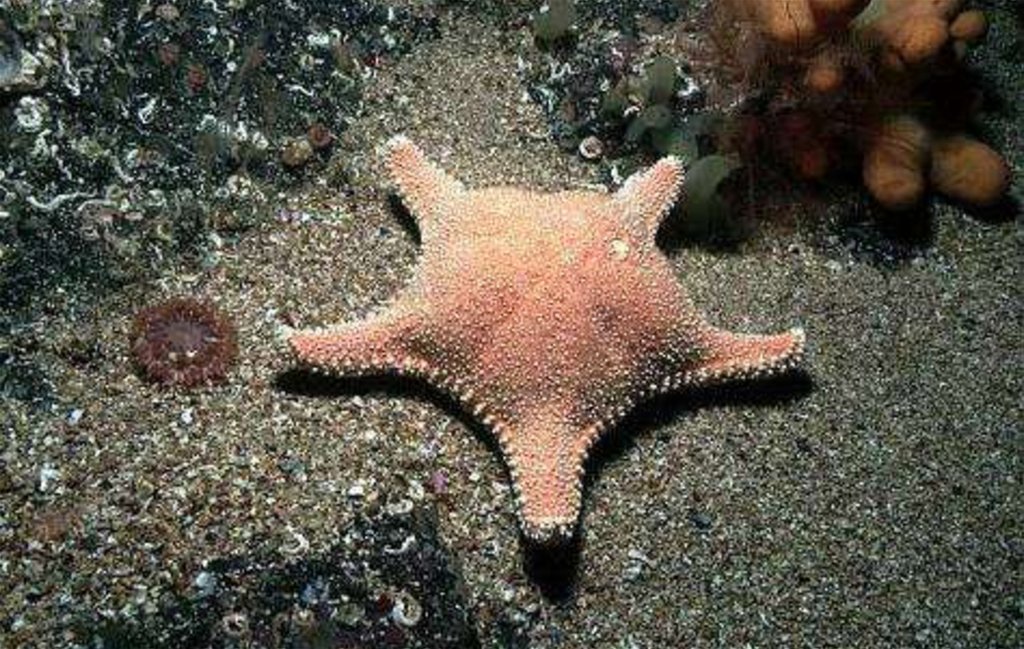 Морская звезда ответы. Иглокожие морские звезды. Hippasteria phrygiana. Тип иглокожие морские звезды. Морская звезда Hippasteria phrygiana.