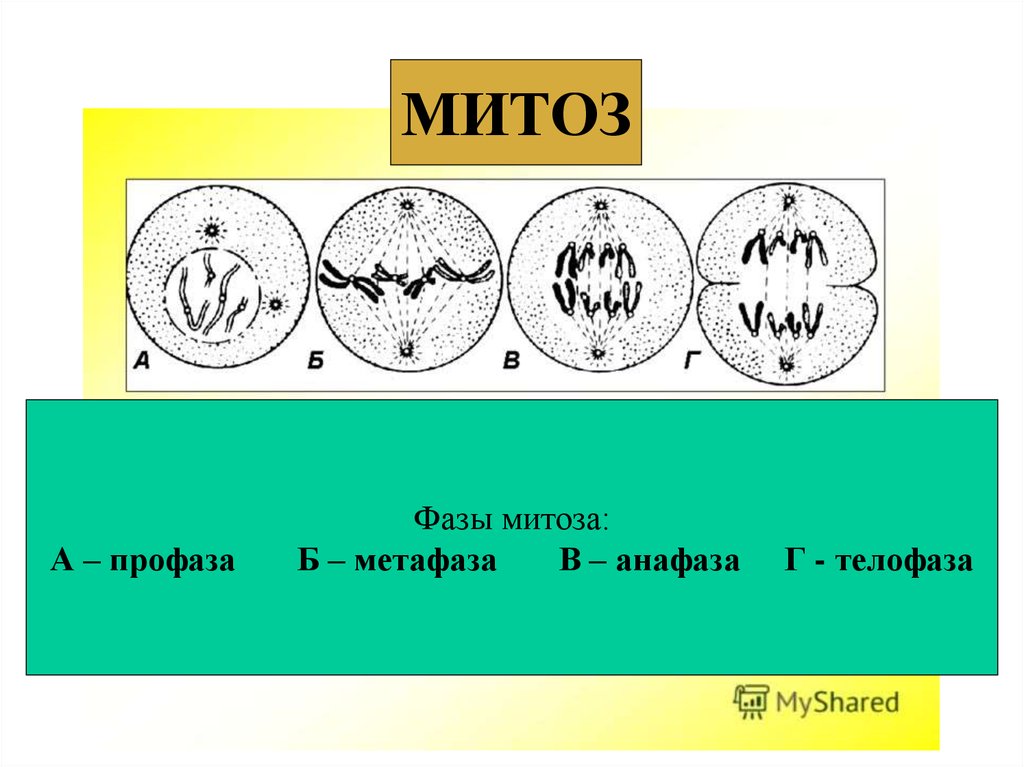 Профаза митоза. Анафаза и телофаза митоза. Фазы митоза. Профаза метафаза анафаза телофаза. Профаза митоза анафаза телофаза.