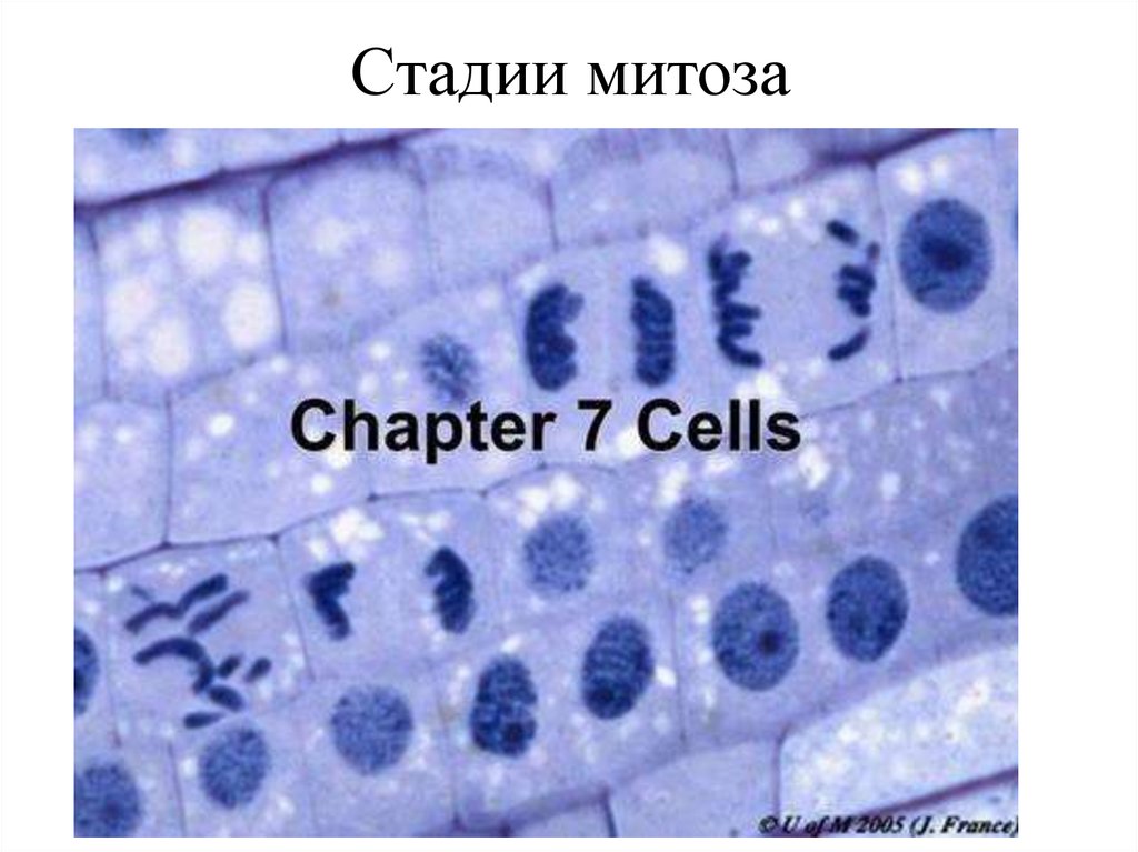 Стадии митоза