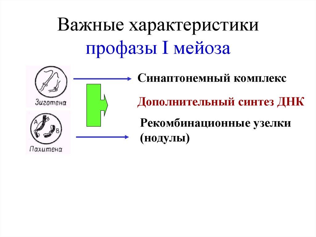 Важные характеристики профазы I мейоза