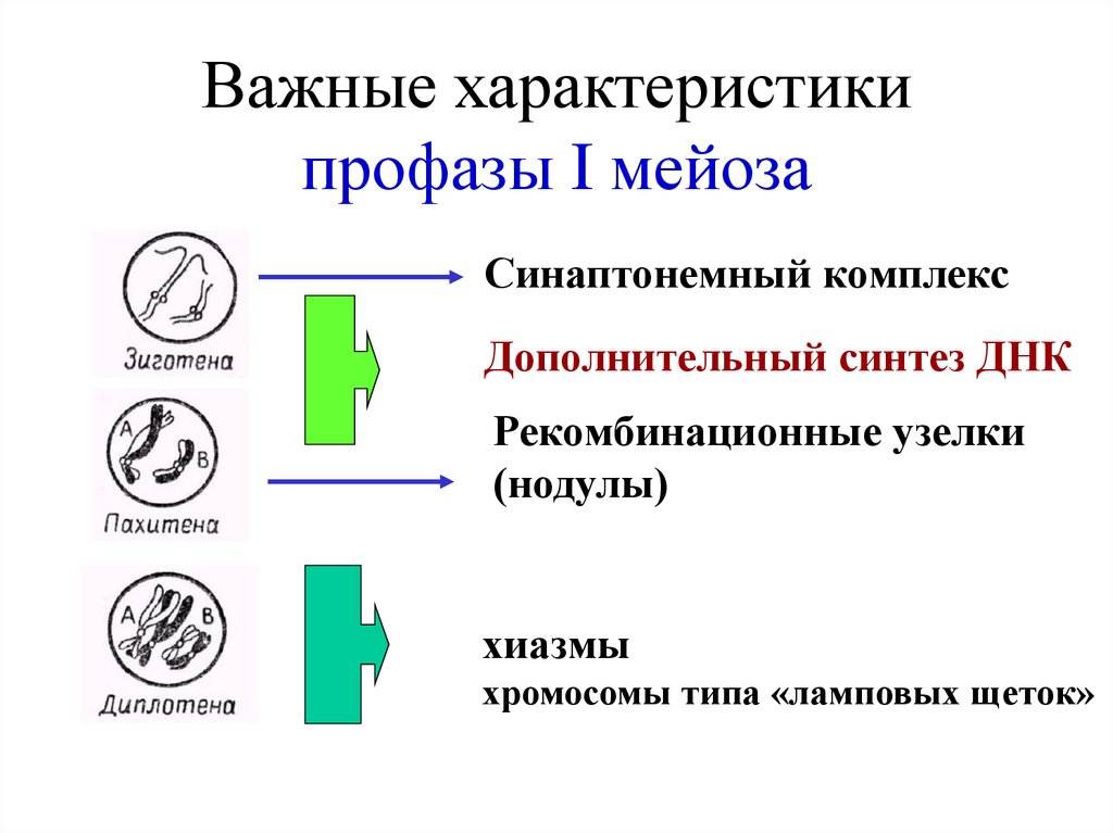 Важные характеристики профазы I мейоза