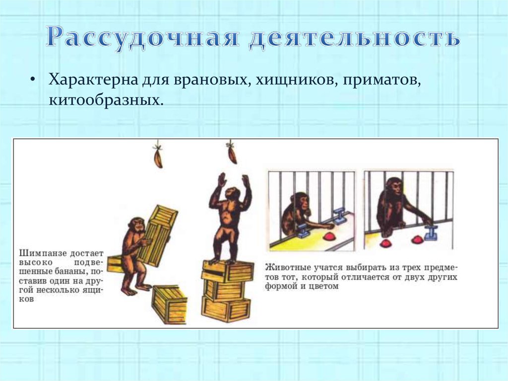 8 деятельность. Рассудочная деятельность. Элементарная рассудочная деятельность животных. Примеры рассудочной деятельности у животных. Рассудочная деятельность человека.