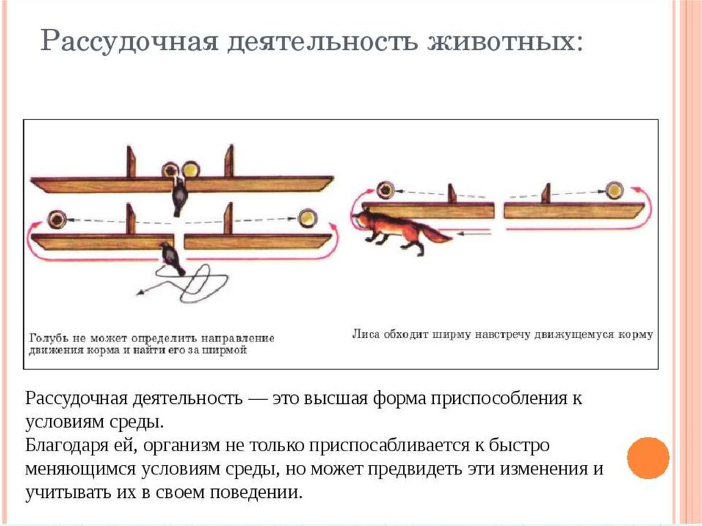 Рассудочная деятельность животных картинки