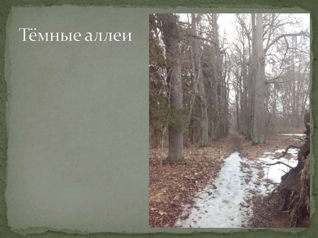 Тёмные аллеи