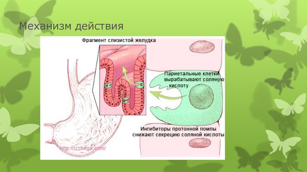 Ингибиторы протонной помпы презентация