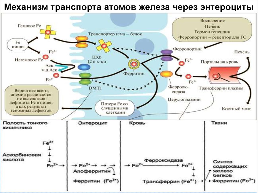 Схема всасывания железа