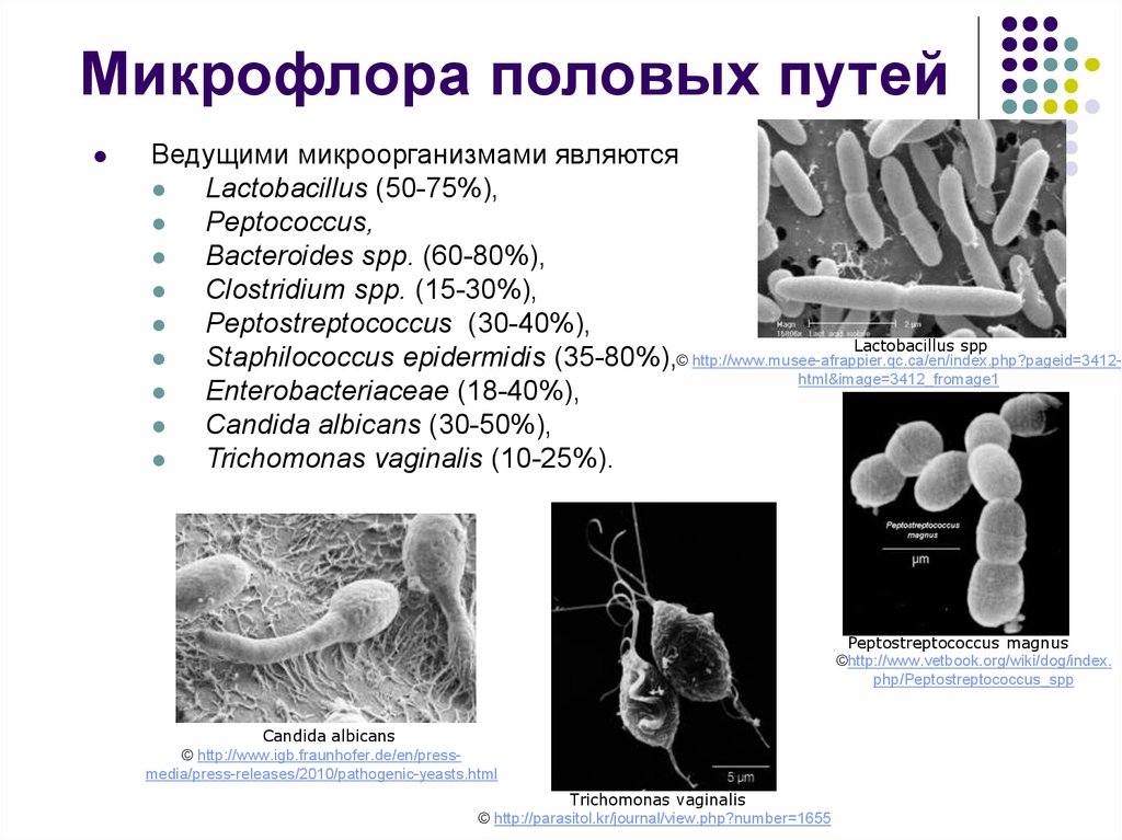 Микрофлора мочеполовой системы презентация