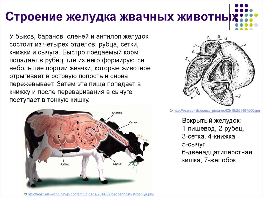 Какое животное имеет желудок строение которого изображено на рисунке собака свинья корова лошадь