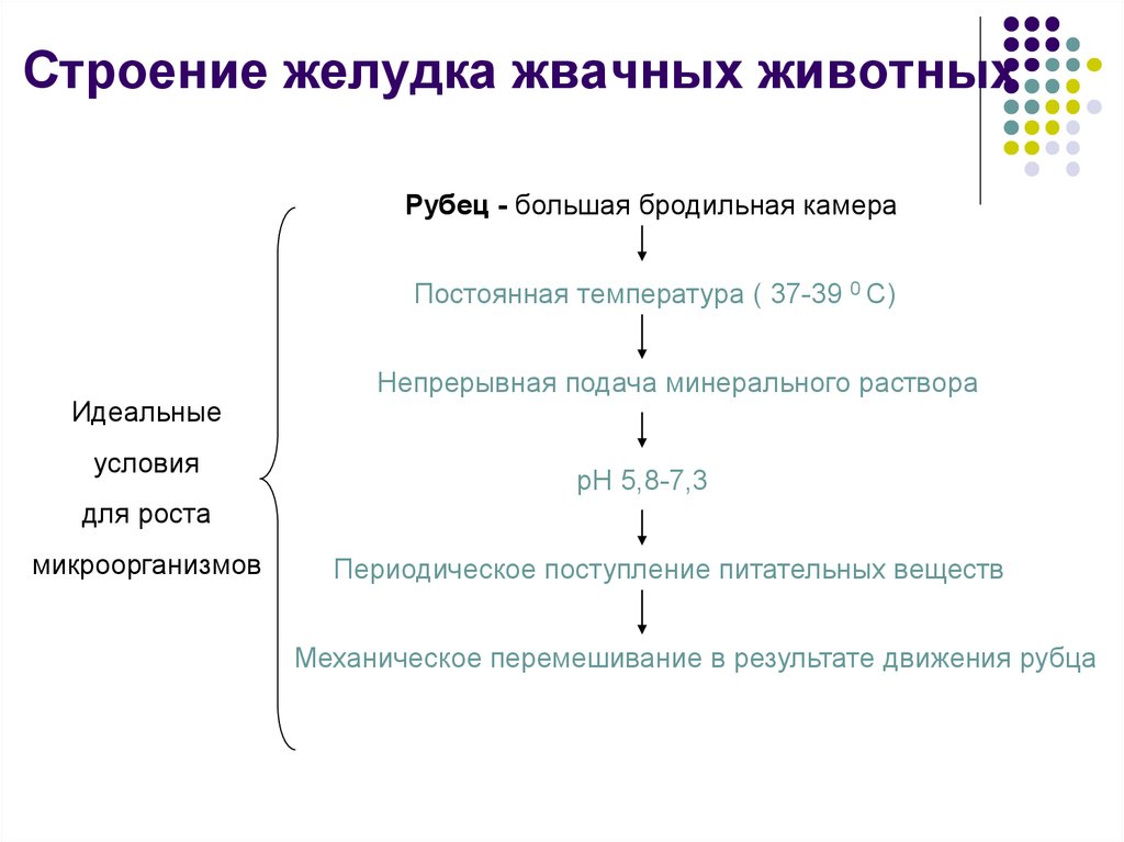 Микроорганизмы в рубце жвачных животных. По строению и форме гельминты бывают схема. Расщепление углеводов в ЖКТ жвачных животных. Микроорганизмы в желудке жвачных. Жвачные животные и кишечные бактерии Тип взаимоотношений.