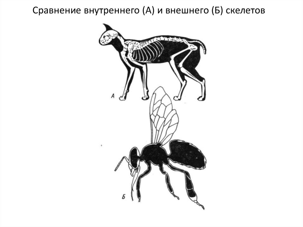 Внутренний скелет впервые. Сравнение внутреннего и наружного скелета. Внешний и внутренний скелет. Наружный скелет и внутренний скелет. Внутренний и внешний скелет сравнение.