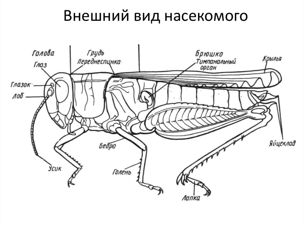 Наружный скелет насекомого. Внешнее строение итальянской саранчи. Строение скелета насекомых. Внутреннее строение кузнечика схема. Строение головы итальянской саранчи.