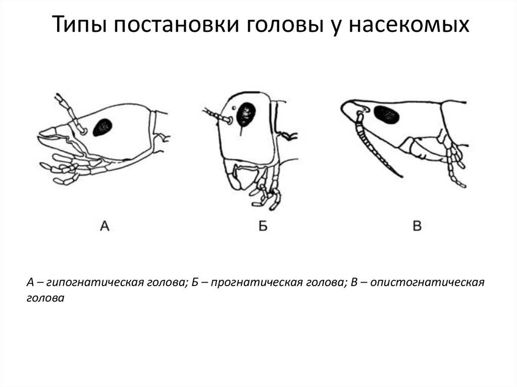 Рассмотрите рисунки подпишите как называется каждый ротовой аппарат подберите примеры насекомых