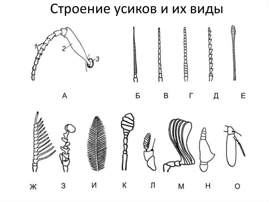 Наличие усиков. Строение Усика насекомого. Строение и типы усиков насекомых. Строение усики насекомого. Основные типы усиков насекомых.