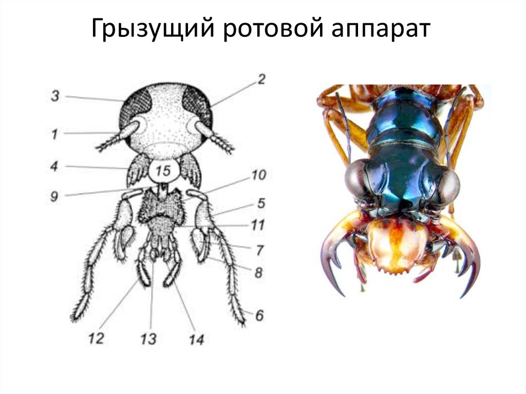 На какой фотографии изображено насекомое с грызущим ротовым аппаратом