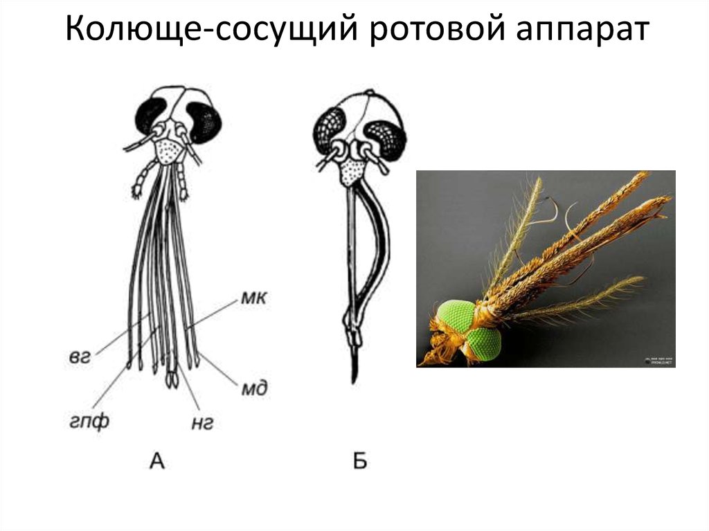 Ротовые аппараты насекомых рисунки с подписями