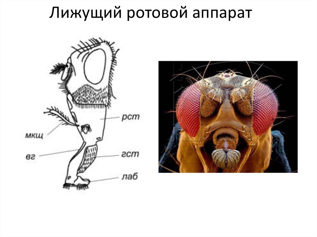 Ротовая полость насекомых
