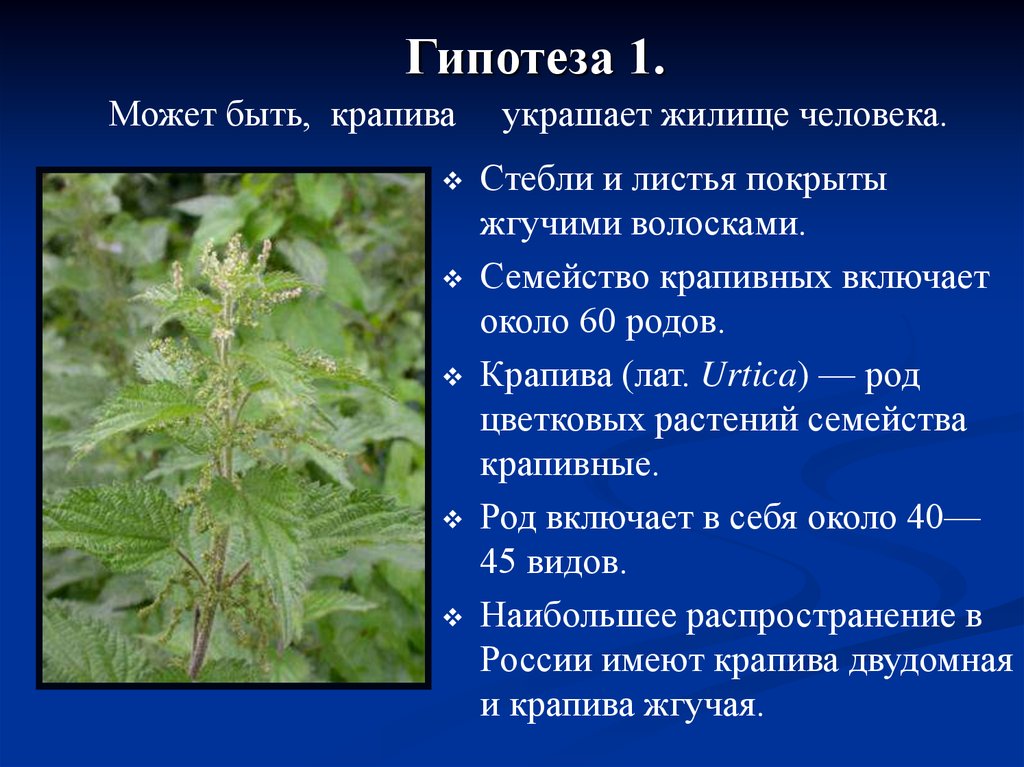 Крапива является лекарственным растением. Крапива двудомная корневище. Примеси крапивы двудомной. Крапива двудомная распространение. Крапива шариконосная (Urtica pilulifera).