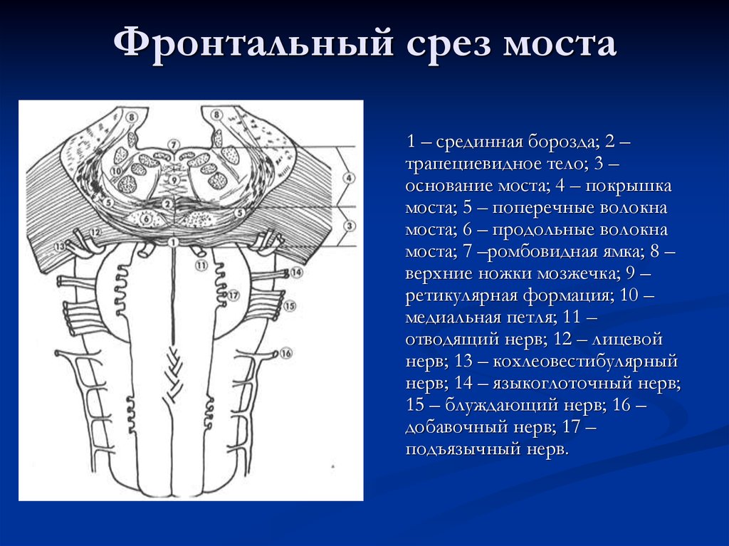 Строение моста