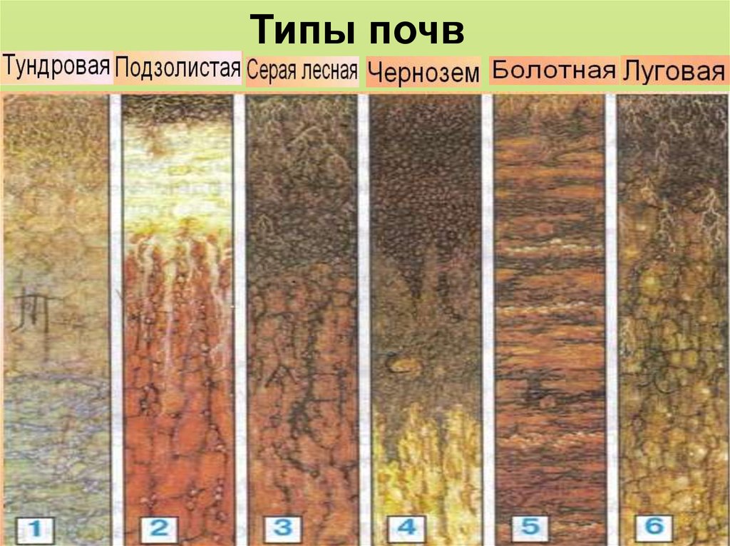 Классификация почв презентация