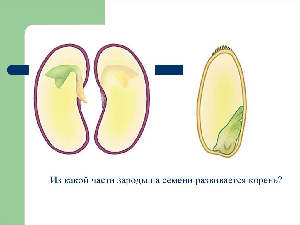 Семя фасоли в сформированном зародыше фасоли хорошо. Части зародыша семени фасоли. Зародыш семени с 2 семядолями. Строение зародыша семени фасоли. Зародыш семени это в биологии 6 класс.