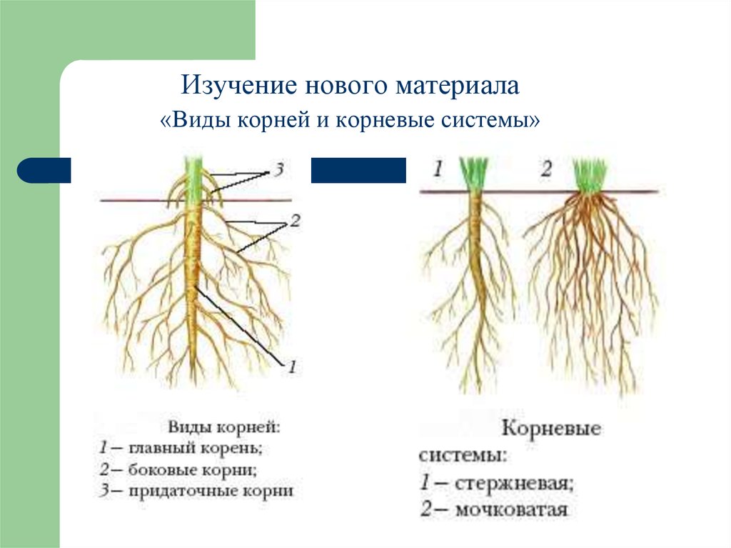 Растущий боковой корень. Типы корневых систем строение. Типы корневой системы биология 6.