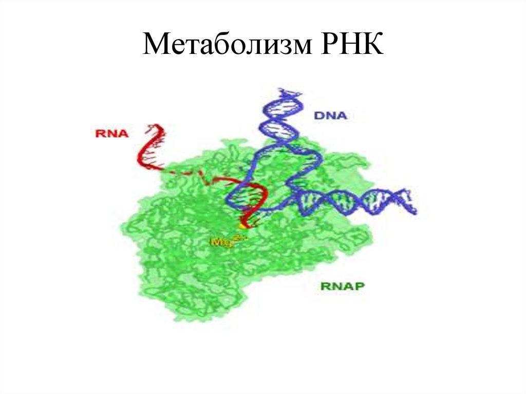 Рнк обмен веществ