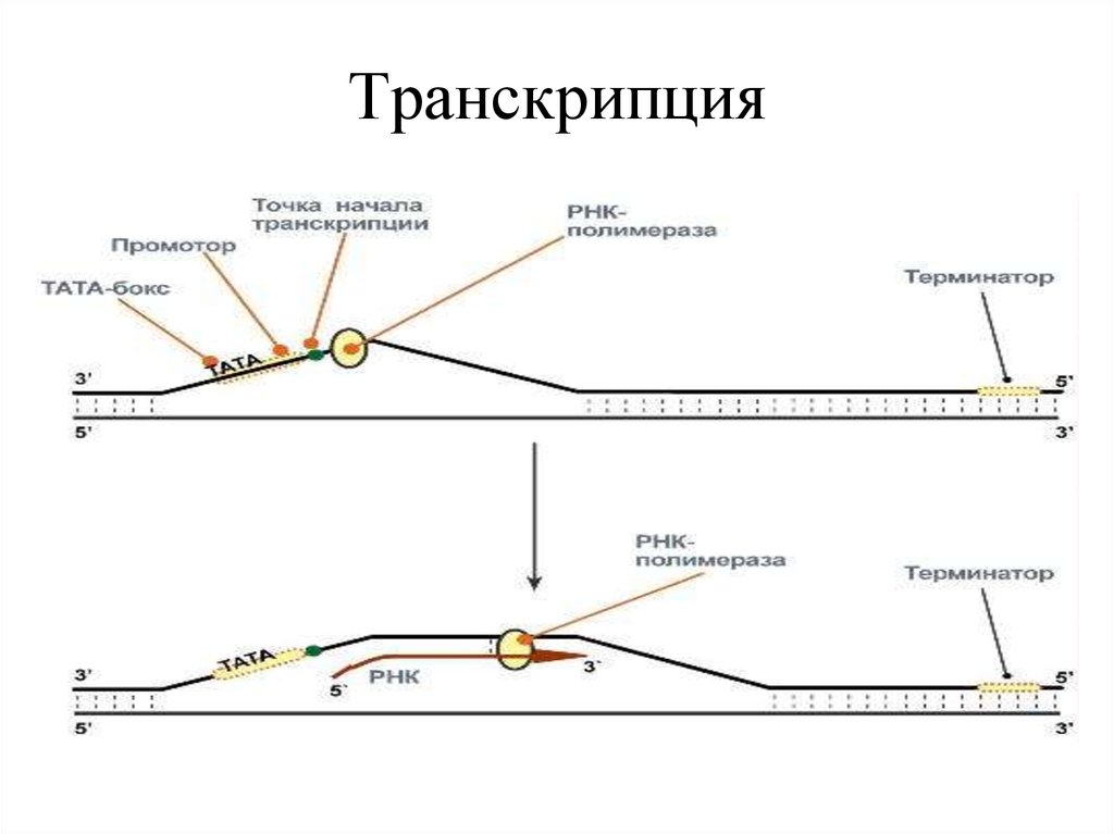 Строение точки. Точка начала транскрипции. Стартовая точка транскрипции. Точка окончания транскрипции. Начало транскрипции.