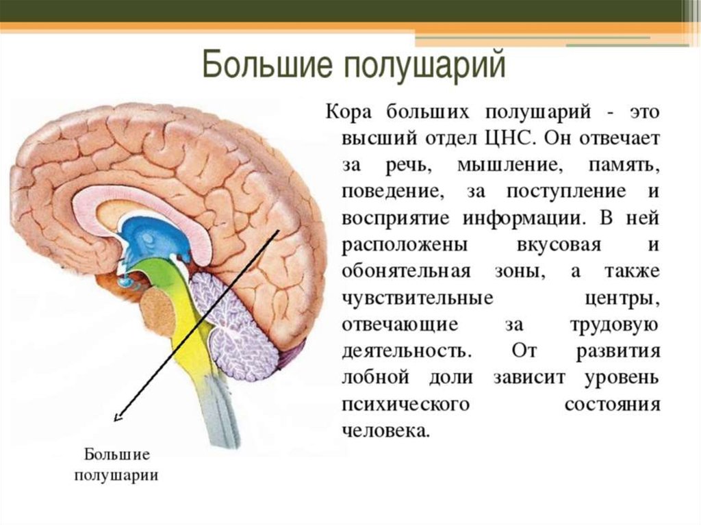Большие полушария головного мозга функции и строение. Большие полушария головного мозга строение и функции. Функции коры нервной системы.