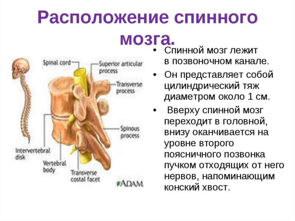 Представляет собой эластичный тяж. Спинной мозг расположен в позвоночном канале. Расположение спинного мозга в позвоночном канале. Расположение спинного мозга в позвонке. Спинной мозг в позвоночном канале анатомия.