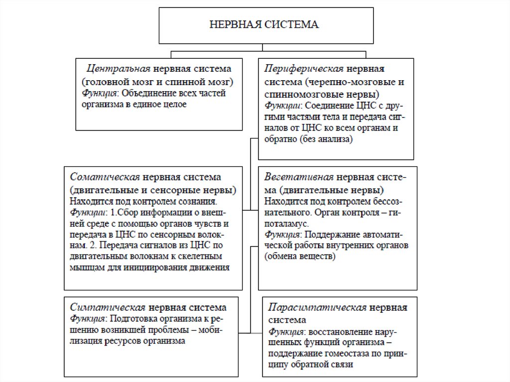 Роль отделов цнс