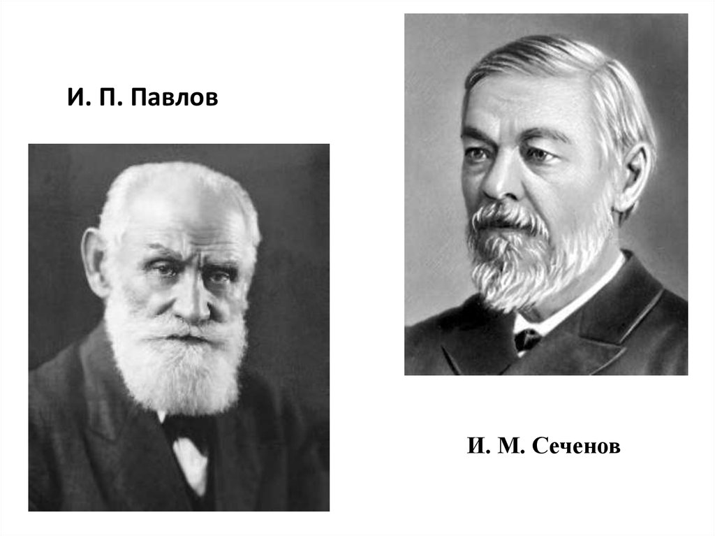 Павлов е п. Сеченов и Павлов портрет. И М Сеченова и и п Павлова. Мечников Сеченов Павлов и пирогов.