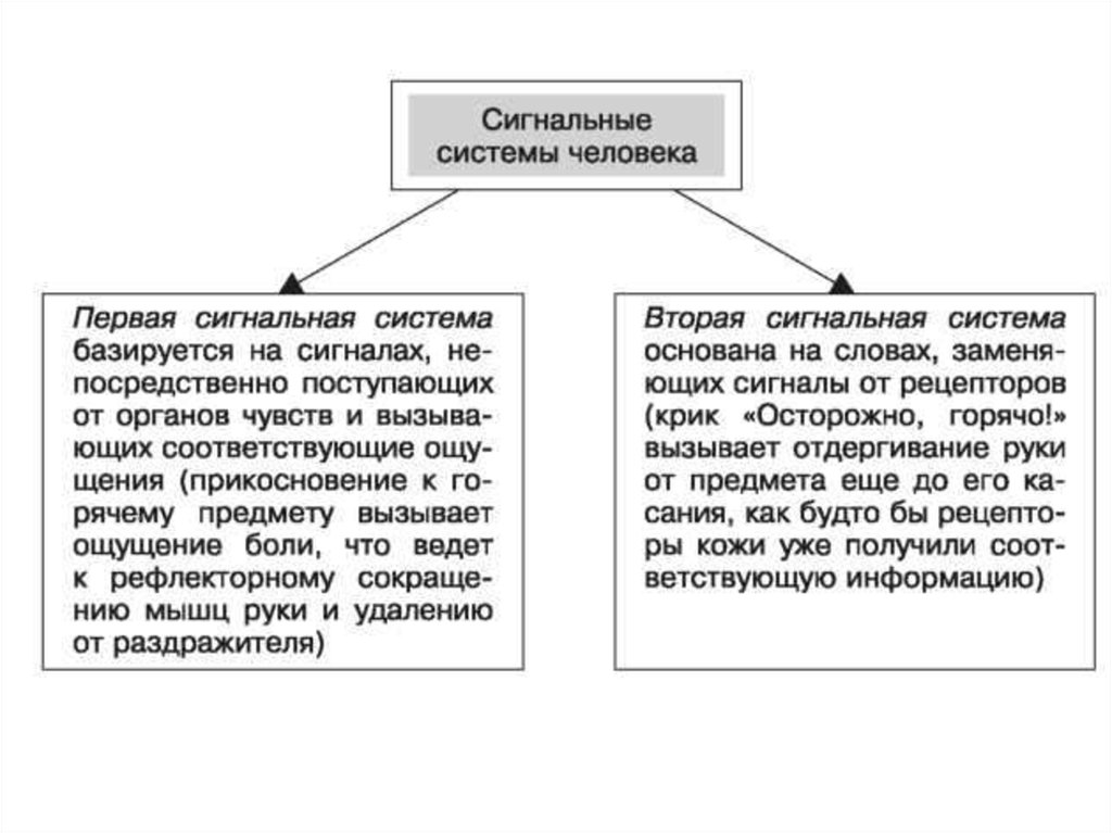 Первая сигнальная система. 1 И 2 сигнальные системы физиология. Первичная и вторичная сигнальные системы физиология. 2 Сигнальная система человека это. 1 Сигнальная система по Павлову.