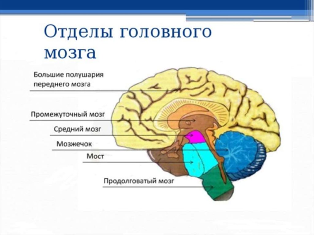 Строение головного мозга презентация строение и функции