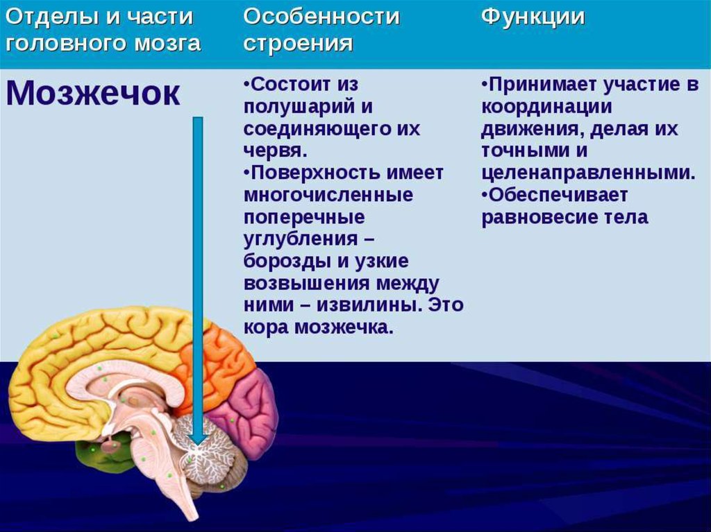 Мозг выполняет. Строение мозжечка в головном мозге. Функции отделов головного мозга мозжечок. Функция мозжечка в головном мозге человека. Функции мозжечка кратко анатомия.