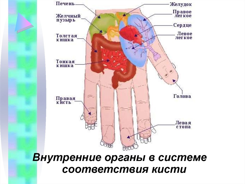 Точки су джок на ладони схема