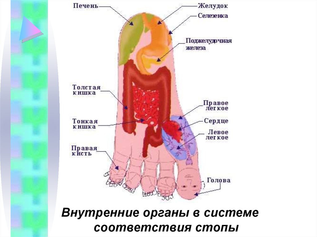 Су джок презентация для педагогов