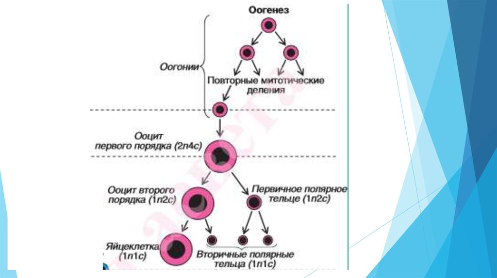 Установите последовательность этапов овогенеза образование ооцитов. Генетический материал и Тип половых клеток. Гаметогенез оогонии. Набор генетического материала и Тип половых клеток. 2n2c Тип половых клеток.