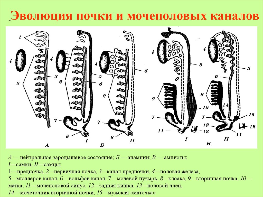 Определите общее количество мезонефросов у модельных животных. Эволюция почки. Эволюция почки и мочеполовых каналов.