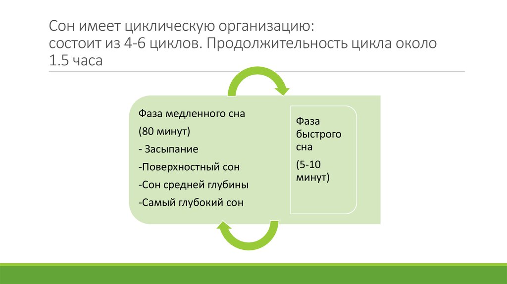 Сон имеет циклическую организацию: состоит из 4-6 циклов. Продолжительность цикла около 1.5 часа