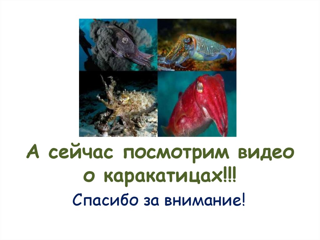 А сейчас посмотрим видео о каракатицах!!!