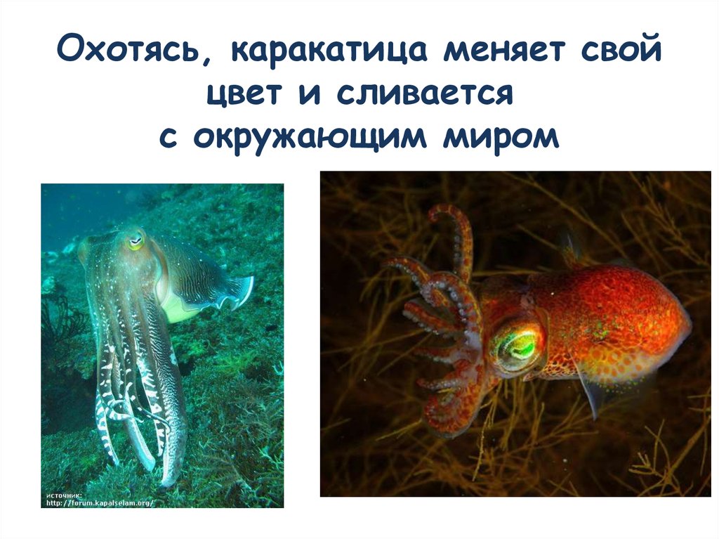 Морская каракатица - презентация онлайн