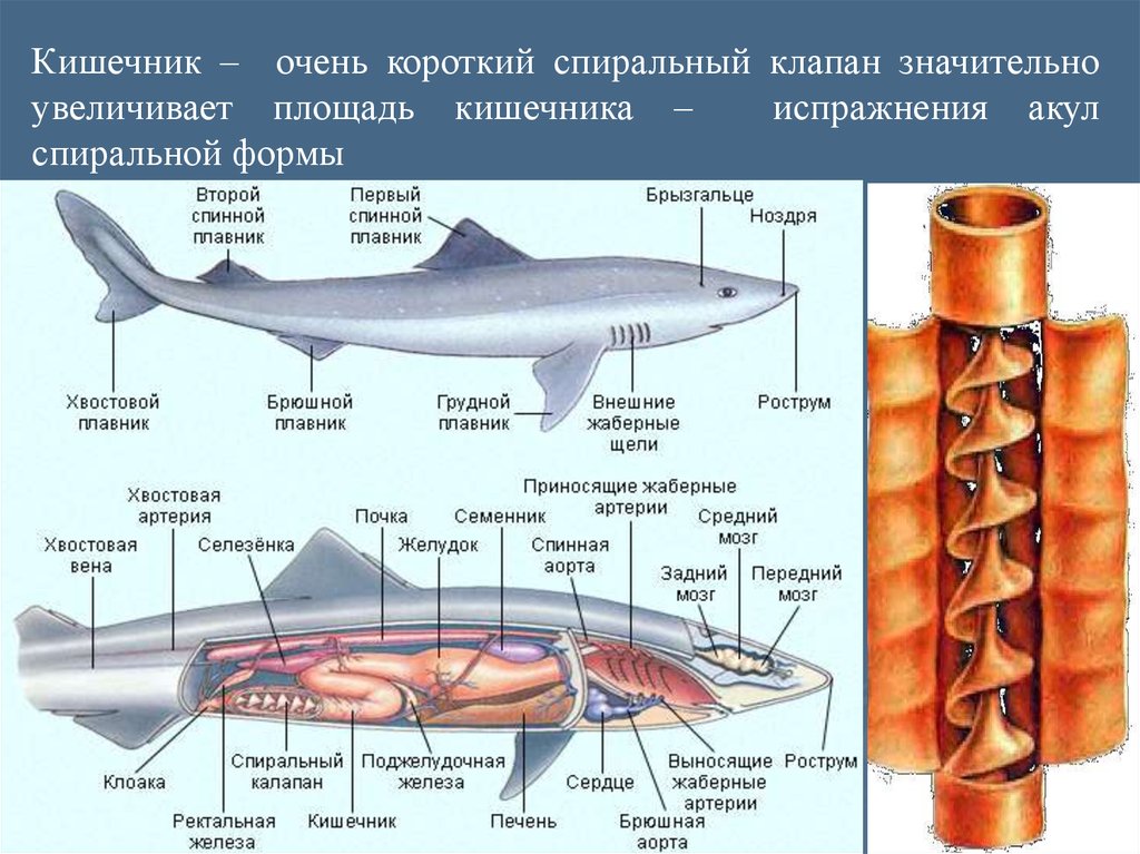 Внутреннее строение хрящевых. Спиральный клапан у хрящевых рыб. Спиральный клапан в кишечнике у хрящевых рыб. Спиральный клапан у хрящевых рыб функции. Спиральный клапан у костных рыб и у хрящевых.