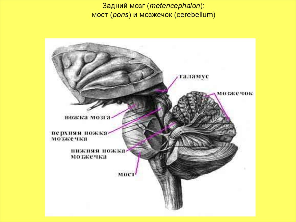 Головной мозг анатомия презентация