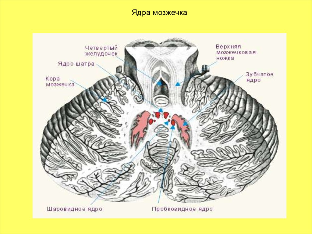 Ткань мозжечка. Анатомия мозжечка мрт. Ядра мозжечка схема анатомия. Ядро шатра пробковидное ядро и зубчатое ядро структуры. Ядро шатра мозжечка.