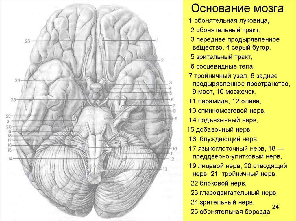 Основание мозга. Обонятельные луковицы головного мозга. Заднее продырявленное вещество мозга анатомия. Обонятельный тракт головного мозга. Обонятельная луковица и обонятельный тракт.