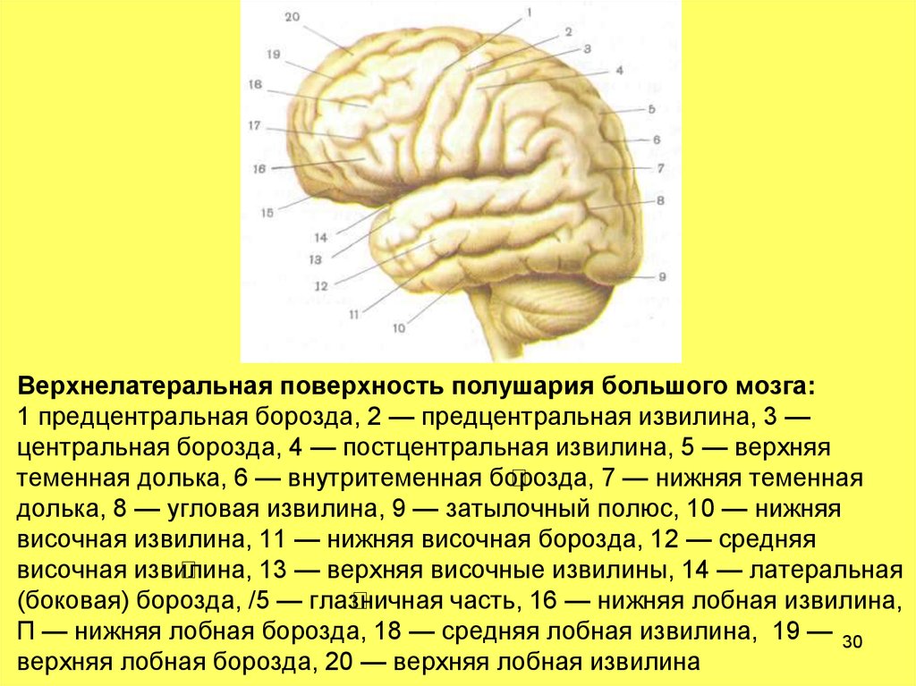 Верхняя височная. Предцентральная борозда.