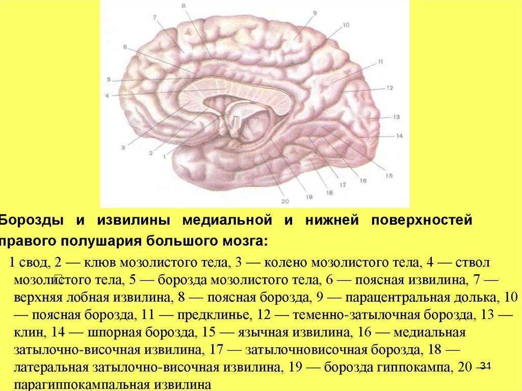 Значение извилин головного мозга. Парагиппокампальная борозда головного мозга. Головной мозг медиальная поверхность борозды и извилины. Шпорная борозда анатомия. Извилины анатомия шпорная борозда.